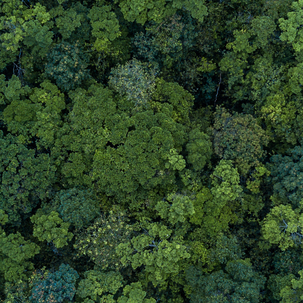 Birds eye view of a lush forest with an abundance of green trees