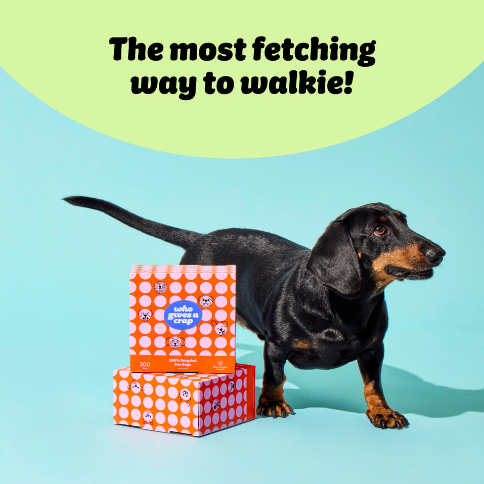 Boxes of Who Gives a Crap recycled dog poo bags stacked next to small black dog with sticker on image that says the most fetching way to walkie