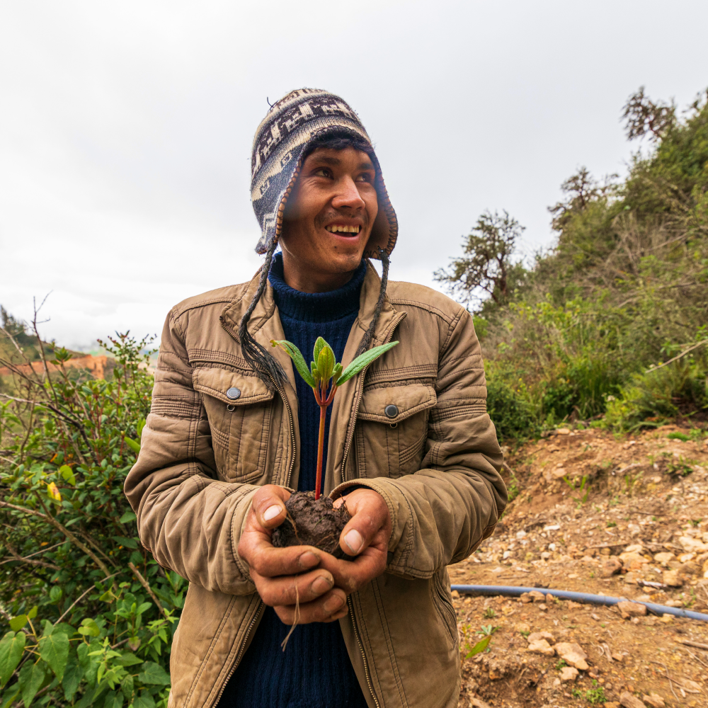 Person standing around bushes holding a rooted plant with both hands.